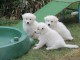 A donner Chiots berger blanc suisse