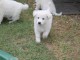 A donner Chiots berger blanc suisse