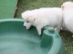 A donner Chiots berger blanc suisse