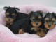 Jolis Chiots yorkshire