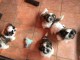 Adorable chiots SHIH TZU