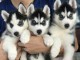 4 Chiots Husky de sibérien