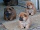 Adorables chiots chow chow LOF