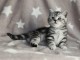 Chatons British Shorthair a Donner