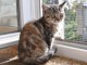 magnifique chaton british shorthair à donner