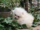 Donne petite chiot spitz allemand nain