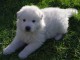 A donner chiot femelle type berger blanc suisse