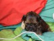 A donner magnifique Chiot type Lhassa apso femelle