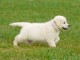 A DONNER Splendide chiot type Golden retriever