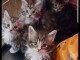 4 chaton main coon a donner