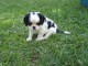 A donner chiot femelle type Cavalier King Charles