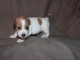 A donner magnifique Chiot type Jack Russel femelle