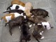 Magnifiques Chiots American Stafforshdire Pure Race