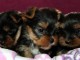  Superbes Chiots Yorkshire Terrier Pure Race