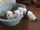  Superbes Bébés Bichons Maltais Pure Race 