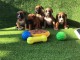  Magnifiques Chiots Boxer Pure Race