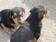 Chiots Airedale Terrier