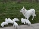 Extraordinaires Chiots Berger Blanc Suisse Pure Race