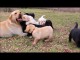 Magnifiques Chiots Labrador Retriever Pure Race