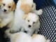 Adorables Chiots Caniche Pure Race