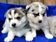 MAGNIFIQUE CHIOT HUSKY SIBERIEN 