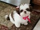 Adorable Chiot Shih tzu