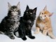  Superbes Chatons Maine Coon Pure Race