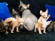  Superbes Chatons Sphynx Pure Race Pedigree