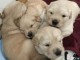 Adorables chiots golden retriever disponible pour adoption