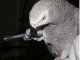 A DONNER bébé perroquet gris du gabon femelle