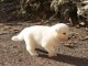 A Donner chiot type Berger Blanc Suisse femelle