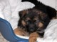 A donner chiot de (3 mois) Berger Allemand 