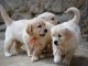 Adorable Chiot Golden retriever