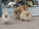 Chiots Spitz Nain Poméranian Disponibles