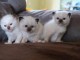 Merveilleux chatons Sacré de Birmanie 