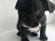 chiots type bouledogue francais