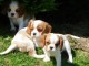 adorables chiots cavalier king charles