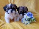  Deux splendides chiots bichons maltais