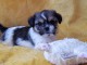  Magnifiques chiots shih tzu