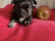 Deux jolies chiots chihuahua