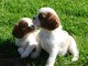 deux jolies chiots cavalier king charles