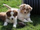  Magnifiques chiots  Berger Australien