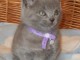  adorables chatons chartreux