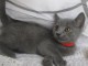 adorables chatons chartreux