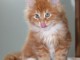 adorables chatons mainecoon