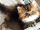 chatons british longhair