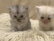 adorables chatons persan