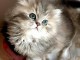 chatons british longhair