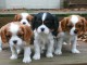 Adorables chiots  cavalier king charle disponible pour adoption