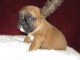 MAGNIFIQUE CHIOT BOULEDOGUE FRANCAIS 